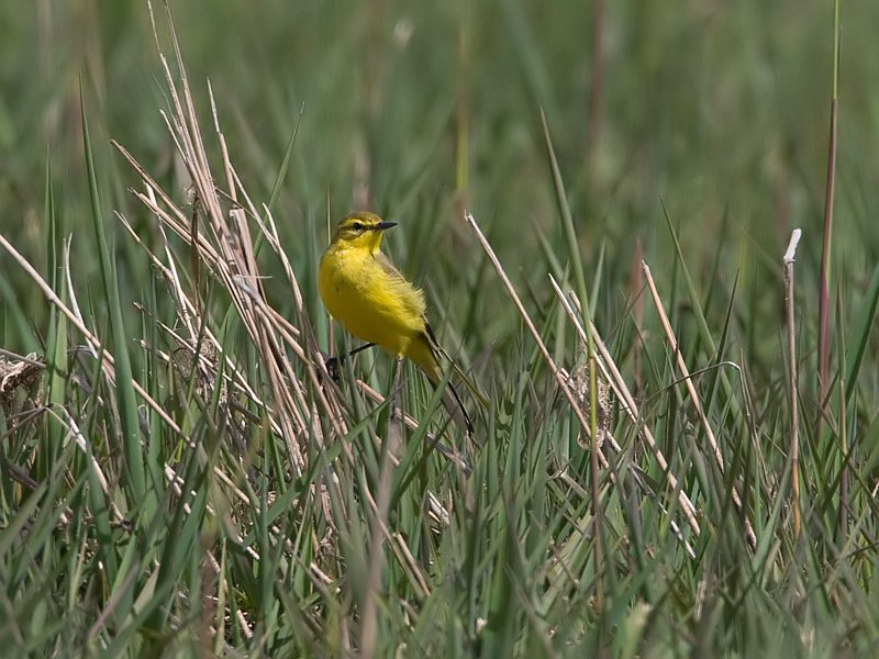 Motacilla flavissima Engelse Kwikstaart Yellow Wagtail